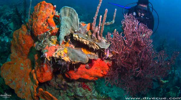 Photo Explore coral reefs at Corales del Rosario y San Bernardo Natural Park (Credits: Juan