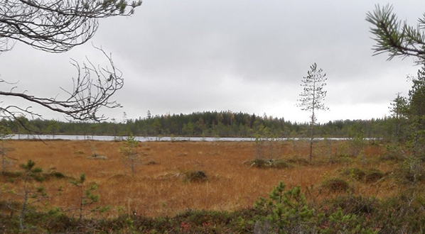 Photo Restored peatland near Nälkäneva and natural state peatland.